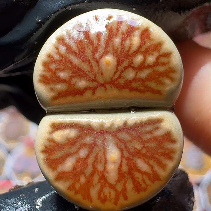 生石花111112。  181