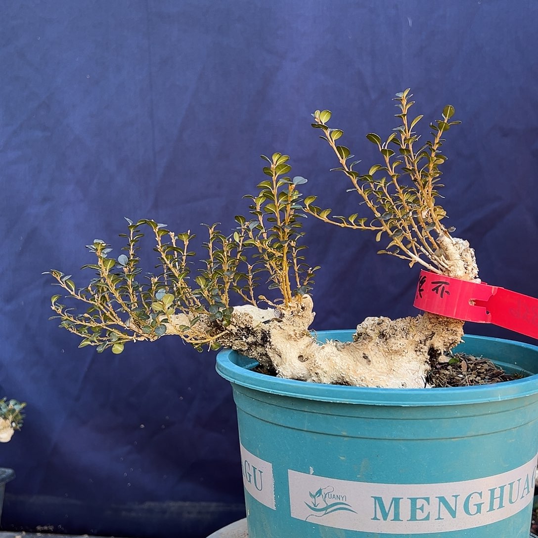 无花朵珍珠黄杨盆景素材