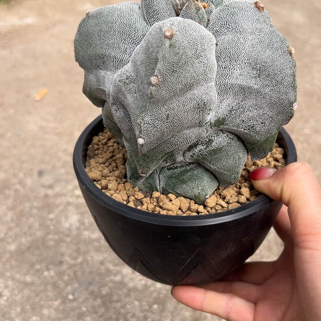 角尤鸾wwwwwwwwwwwwwww