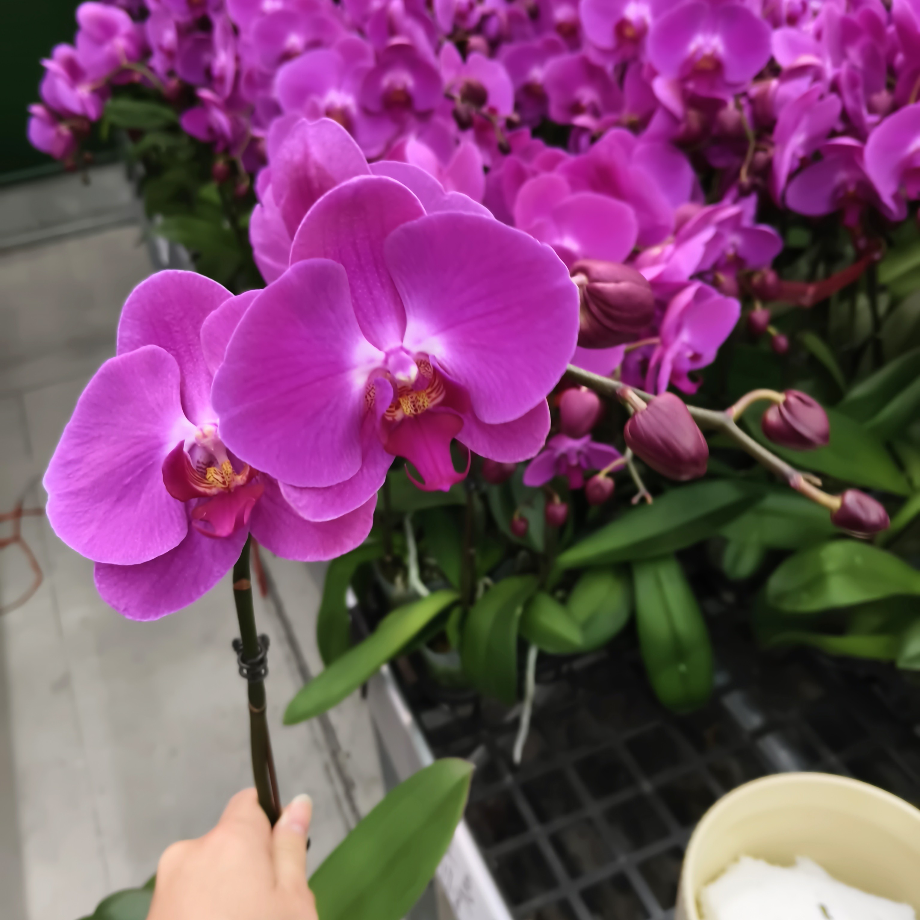 蝴蝶兰【红豆】紫粉色系经典名兰室内绿植盆栽花期长适合送礼