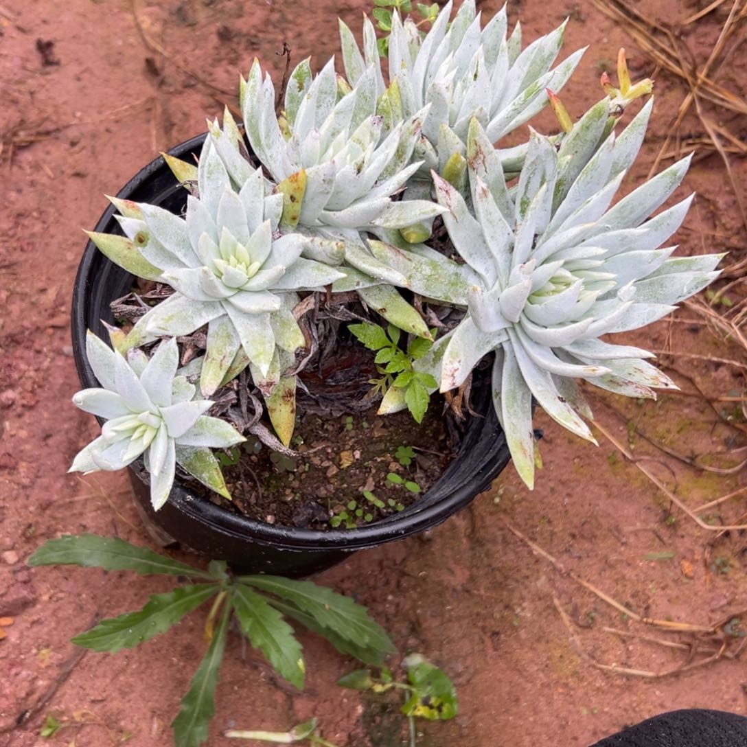 喵***姐谢谢姐姐～一物一拍就885