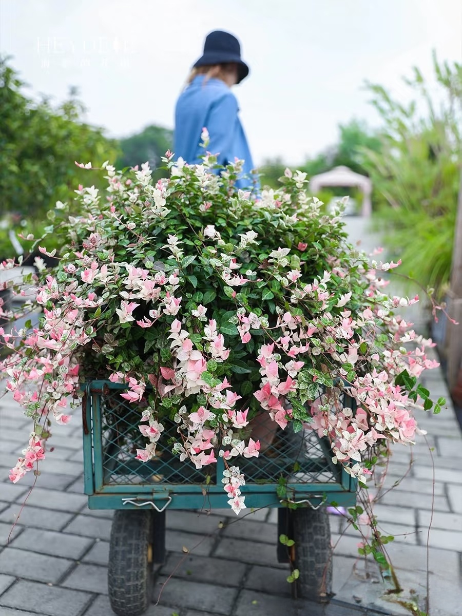 花叶络石盆栽七彩爬藤植物室内阳台垂吊绿植花卉办公室桌面耐寒
