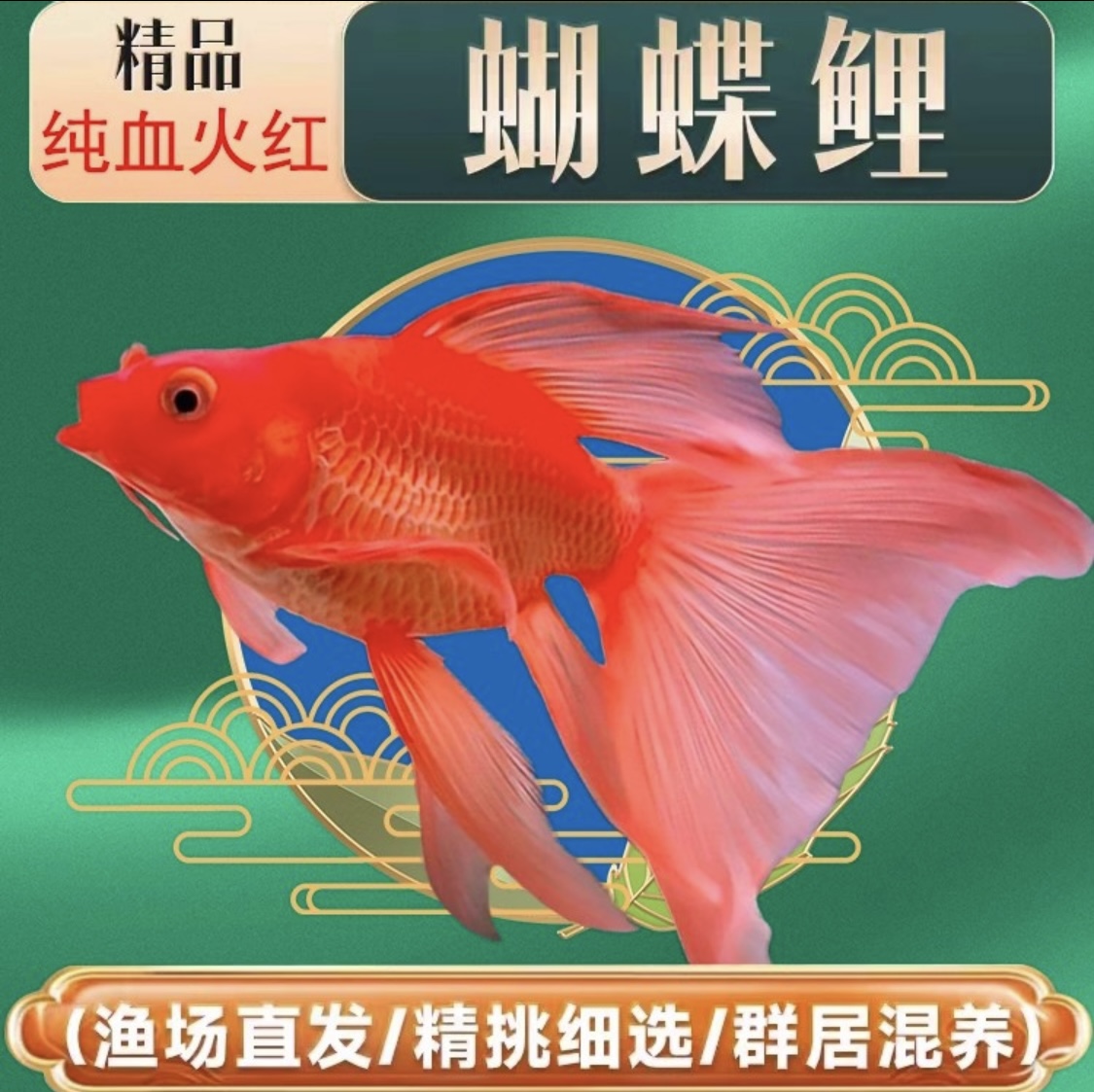 纯种台湾蝴蝶鲤红色短球体好养耐活活体发货赛级品质