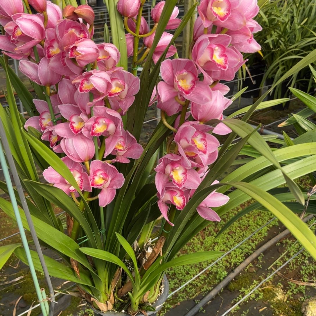 完全开放大花蕙兰开花朝阳