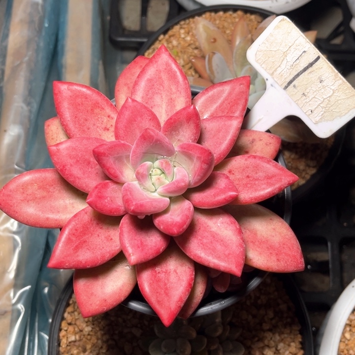 贺菲斯托1号码牌子的话