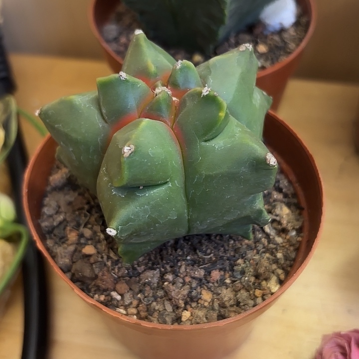 实生龟甲红叶品相自观如图