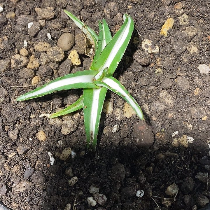 多肉植物龙蛇兰植物