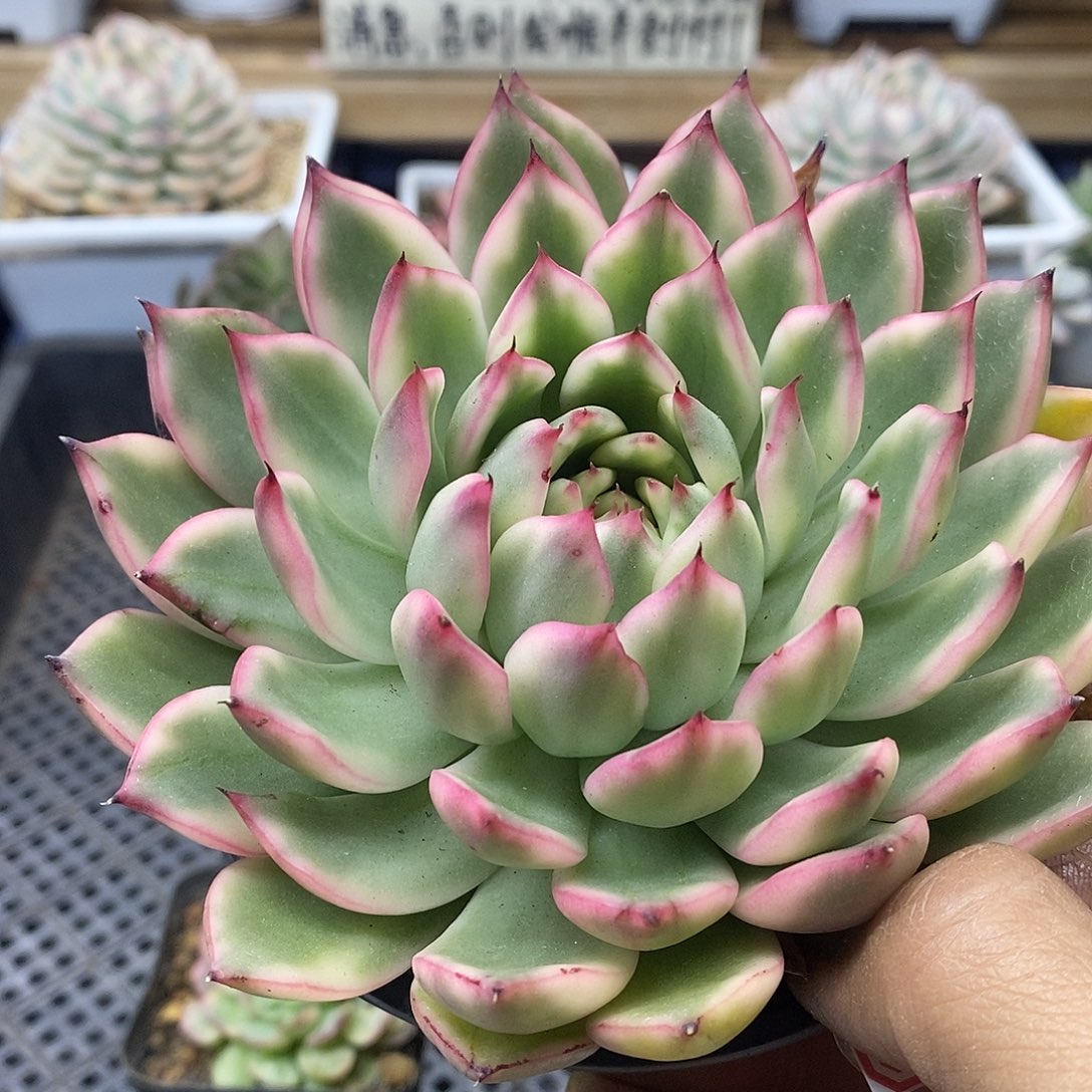 06174 不知名东云覆轮锦