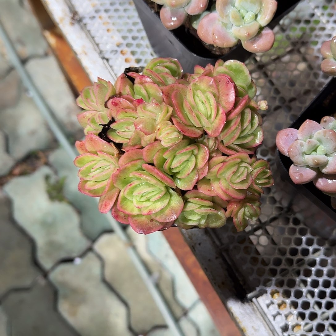 冰玫瑰锦多肉植物