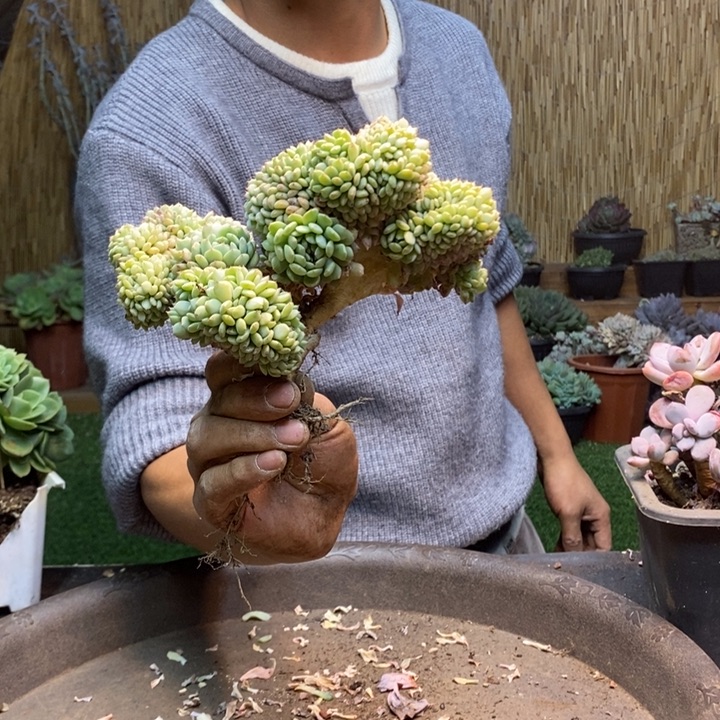 葉***倫248 号白胖子多肉植物