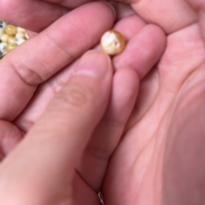 蜜蜡未镶嵌裸石8.9nm一个有坑