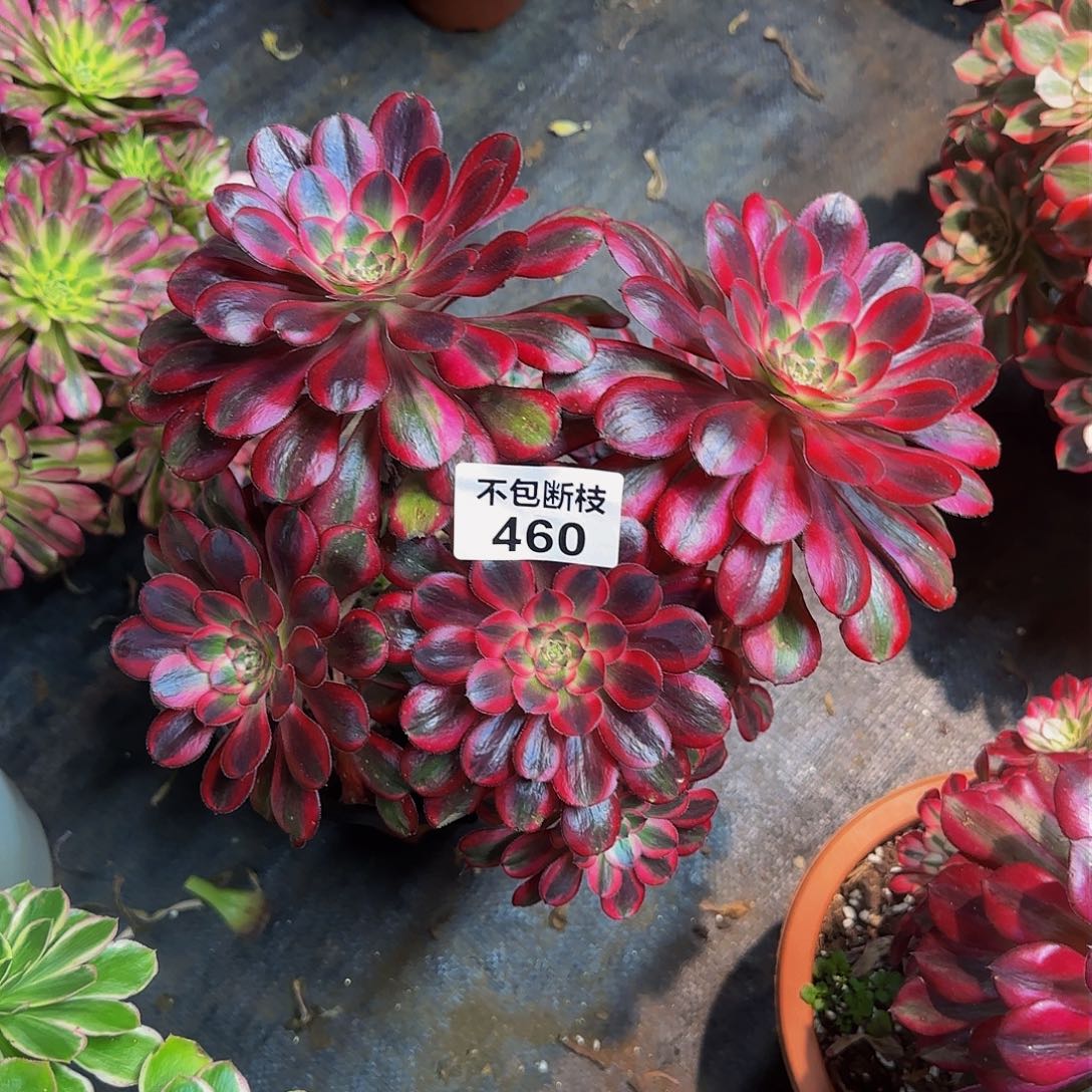 460多肉法师锦1111