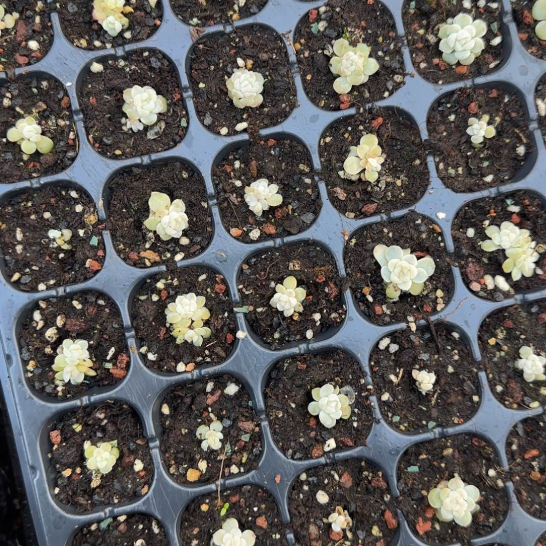 2个小懒T12 穴满25包邮