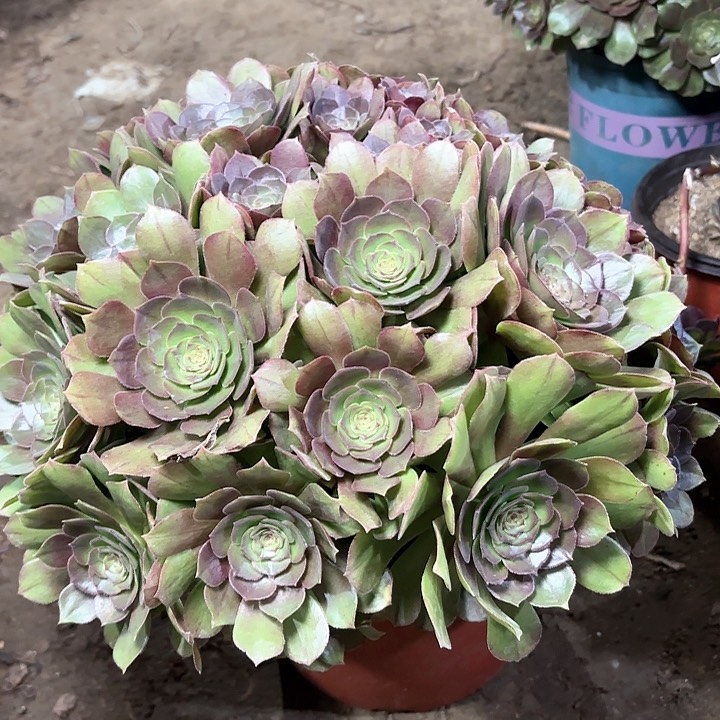 多肉植物万圣节57