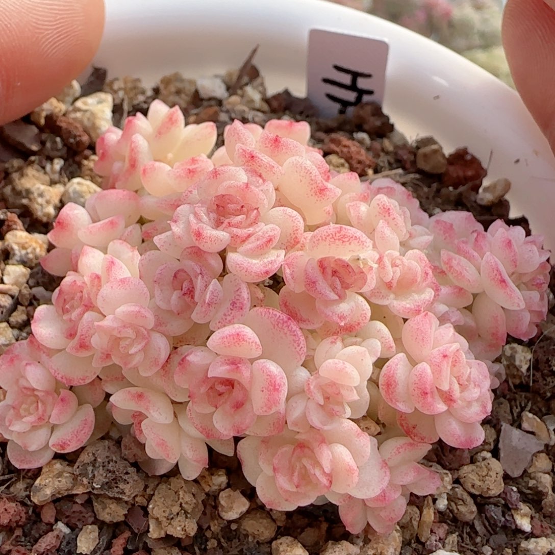 【闪购商品】0218-61（ht-8）