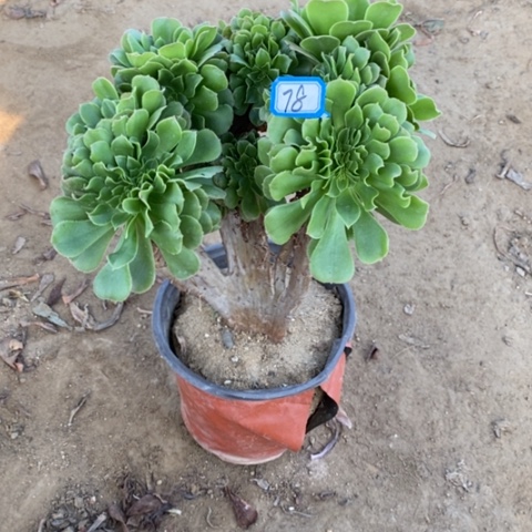 绿杨蓉缀一物一拍