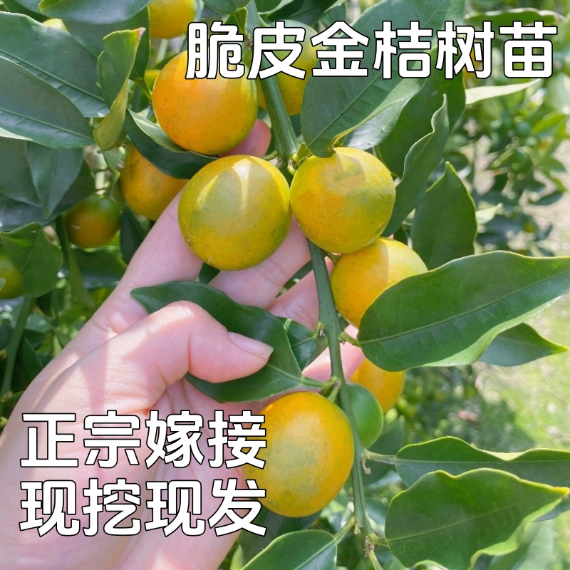 金桔树苗嫁接脆皮金桔苗南北方庭院地栽阳台盆栽蜜糖金桔果树果苗