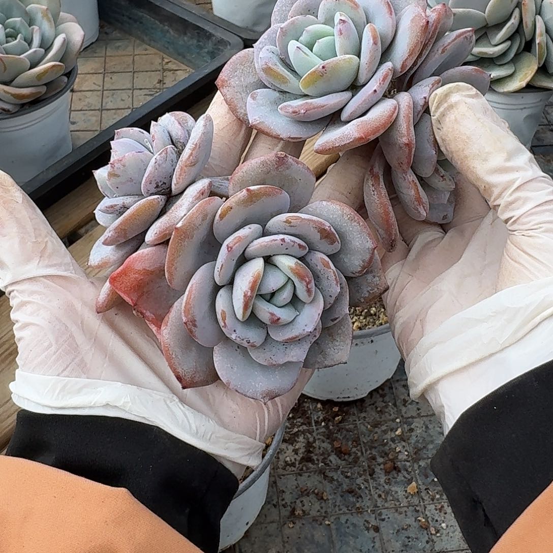 小双头奶茶粗腿随机，售后范围：签收起7天内