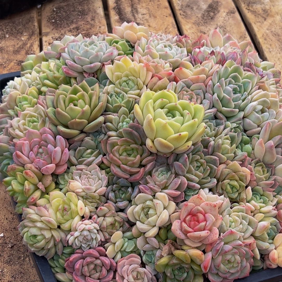 532多肉葡萄的味道是什么味道的