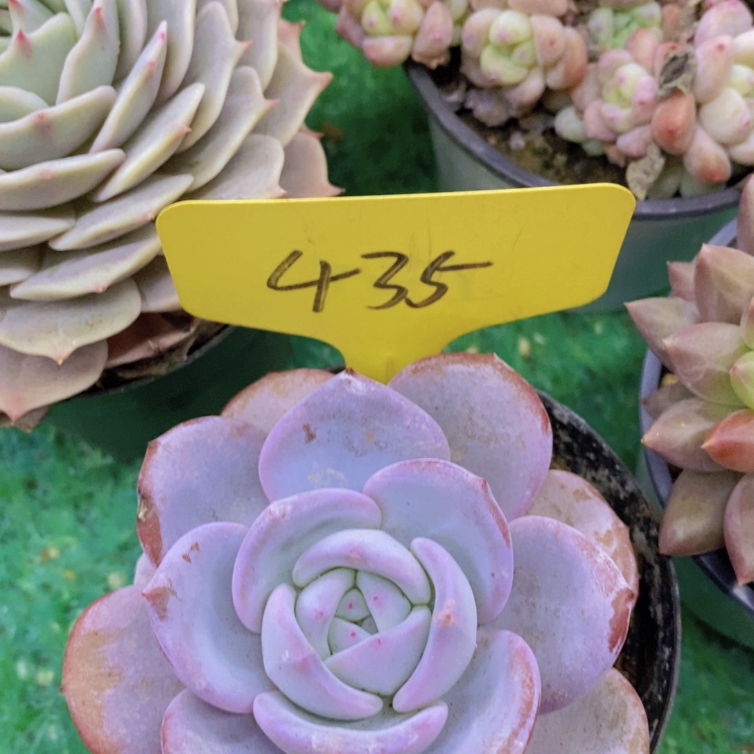 开心多肉，今天不对称，不包价