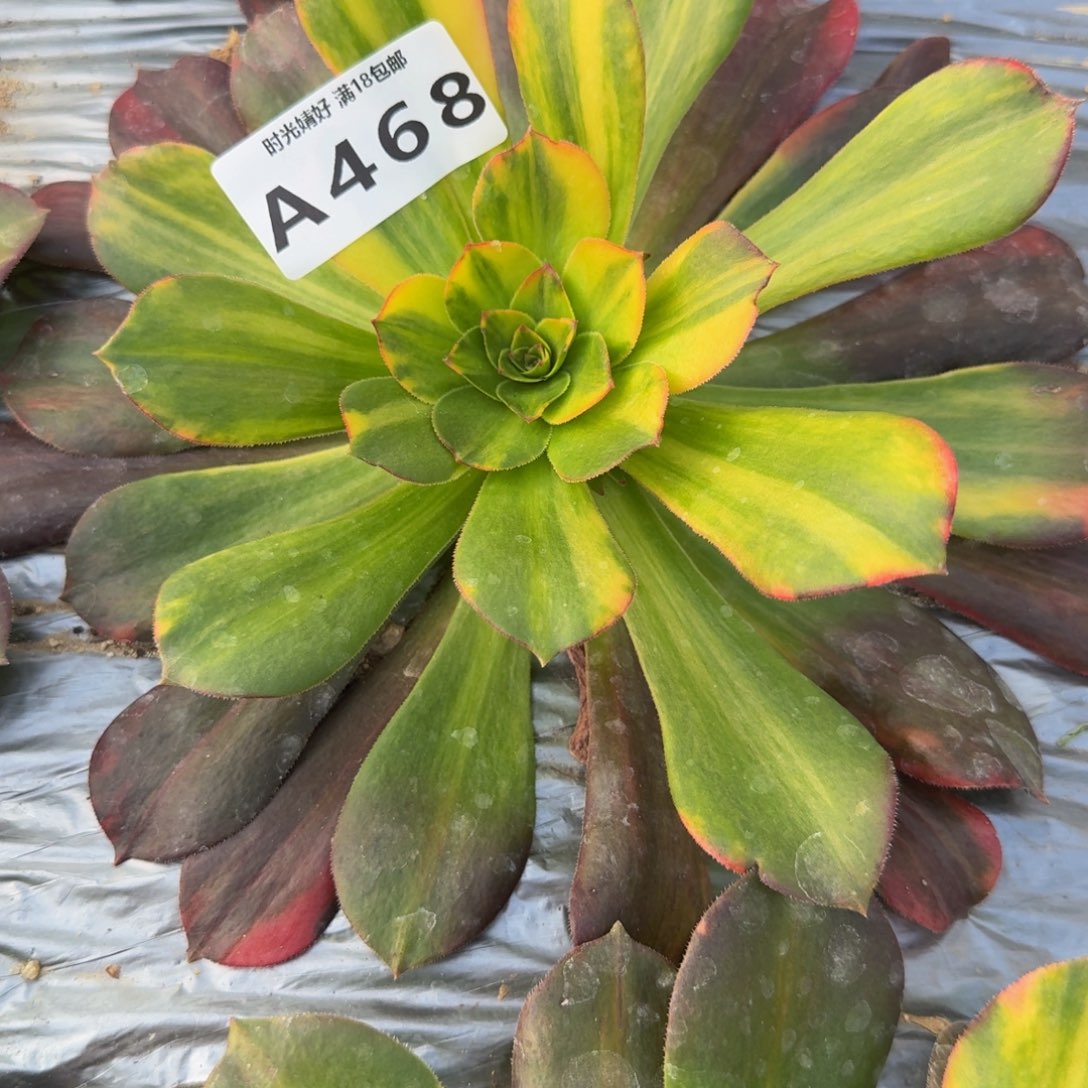 468维纳七彩。多肉植物