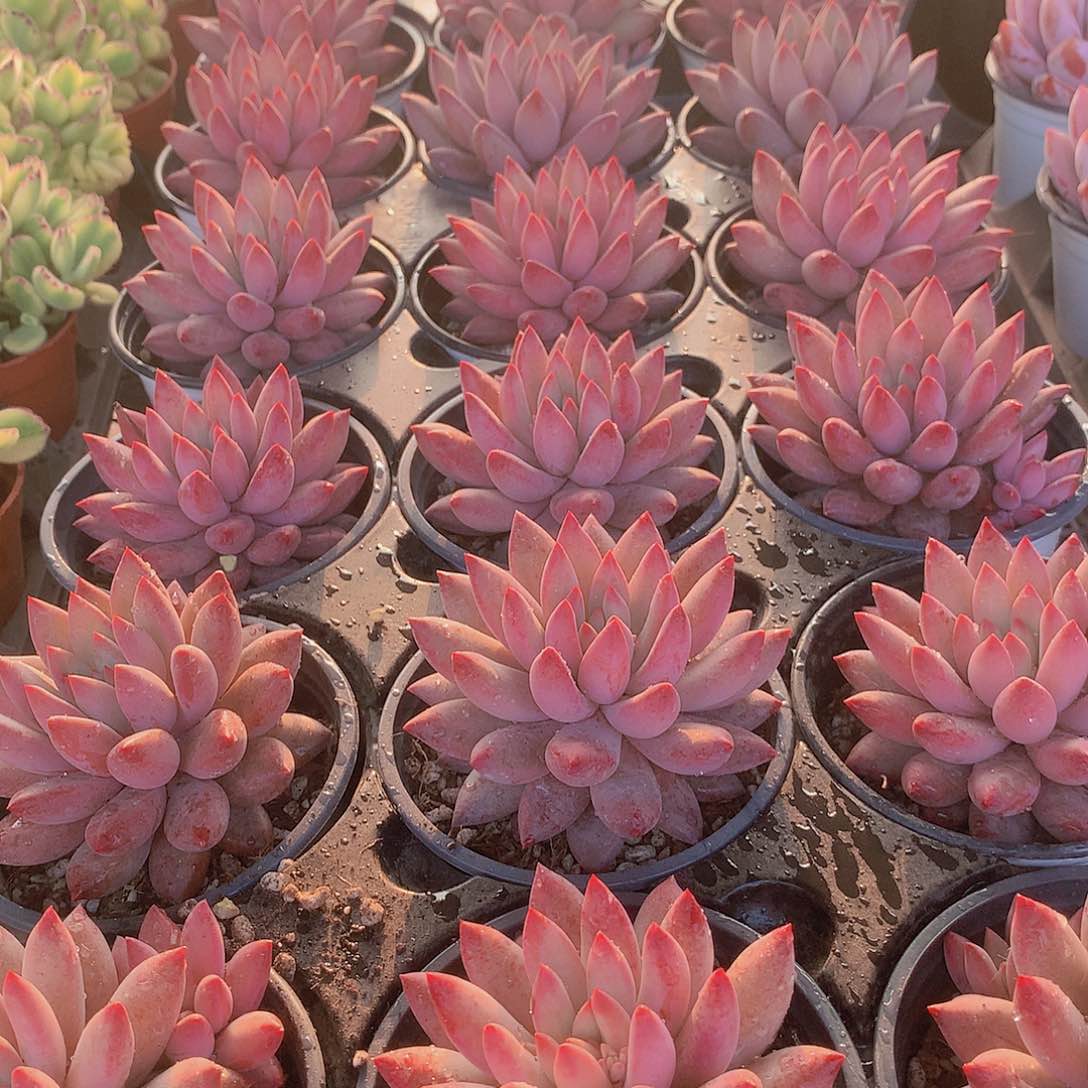 大号虞美人345678899000