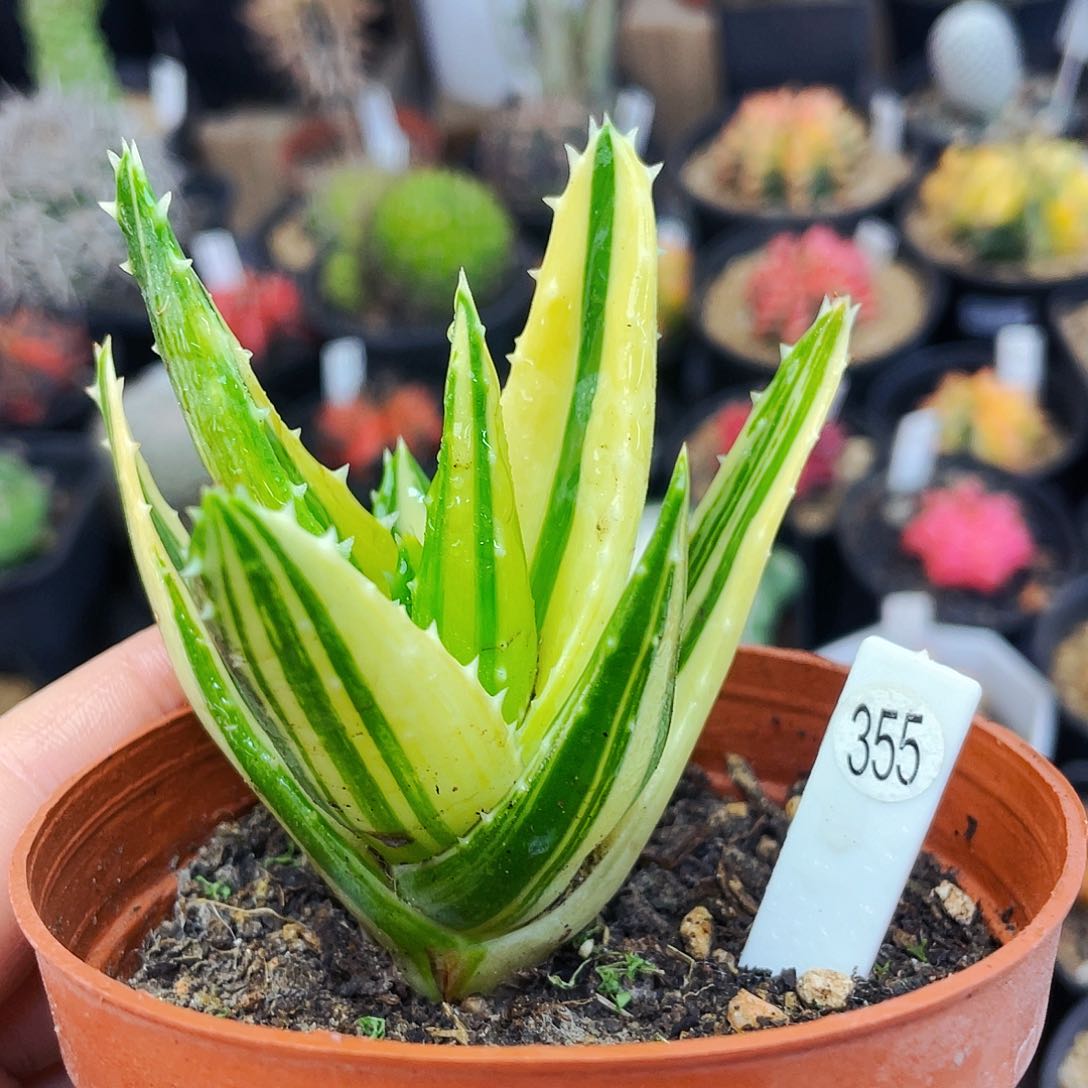 非偏远地区满25发货仙人球