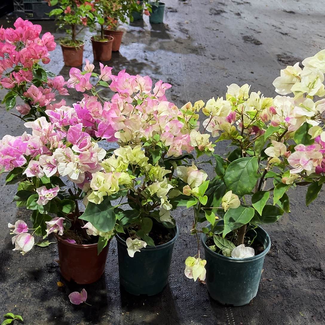 完全开放广红樱，绿樱，章红英