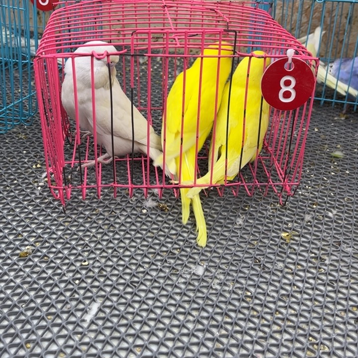 自***宝虎皮鹦鹉大头虎皮