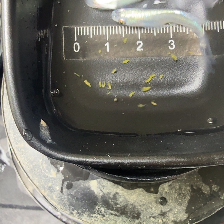 青鳉鱼29号拍品水中仙