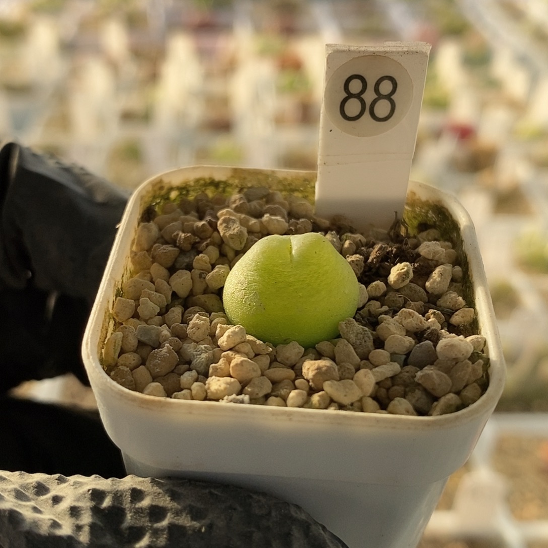 一物一拍拉登三年尺寸1.6