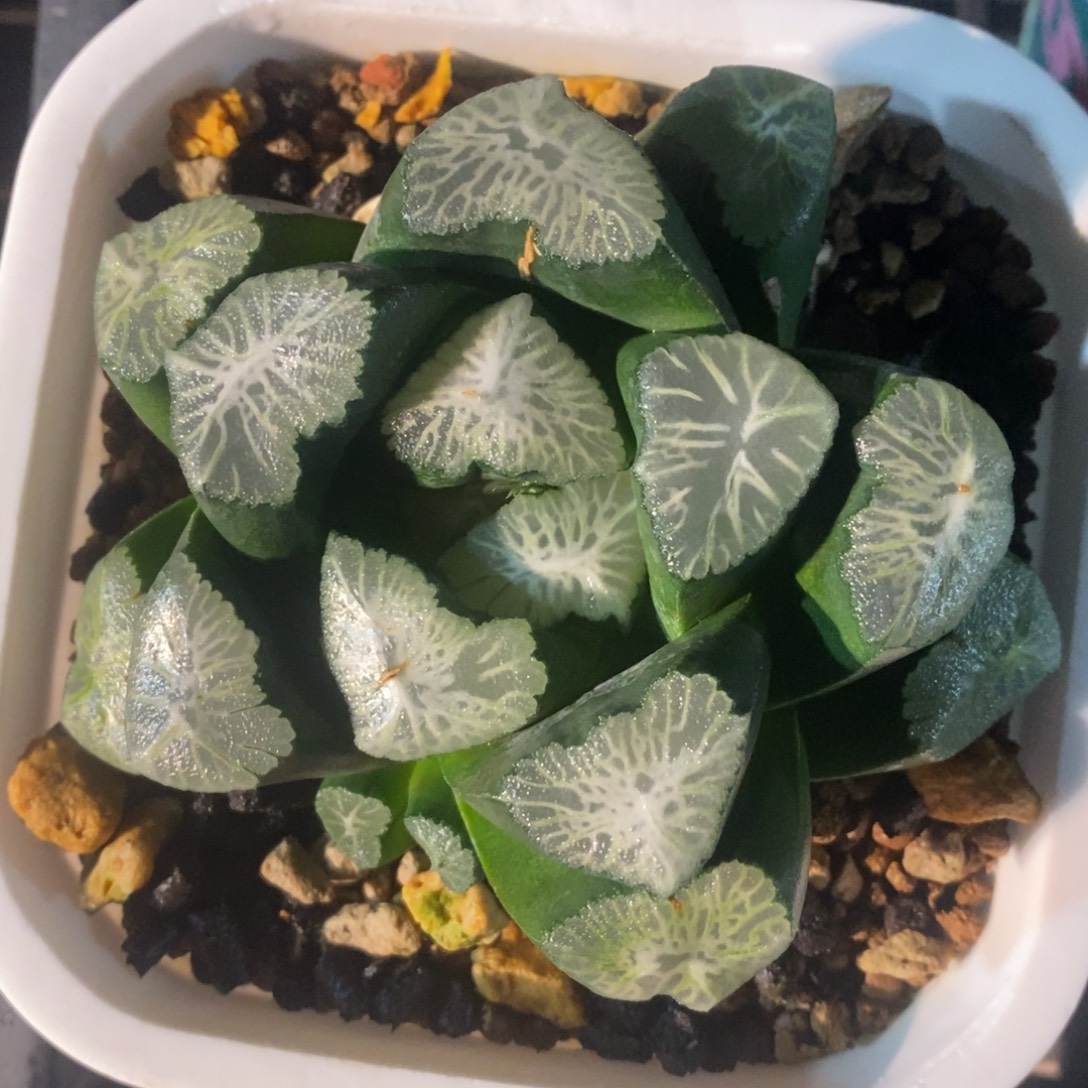 十二卷一颗实生超级万象