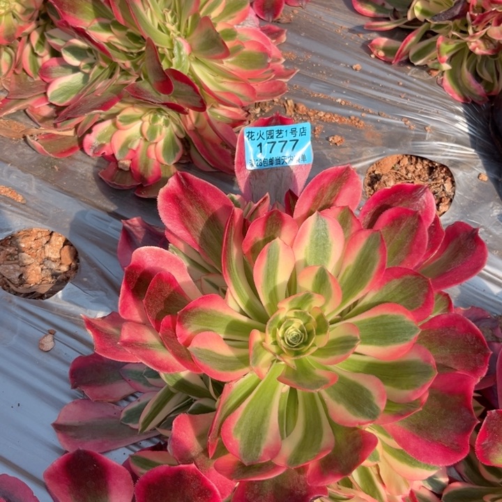 女郎1777多肉植物