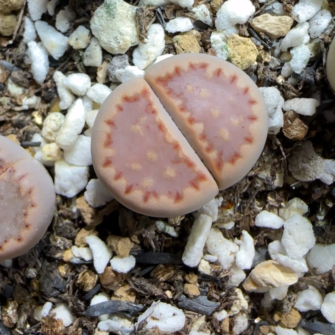 12.6.1621.013饼干.9025尺寸1.5cm