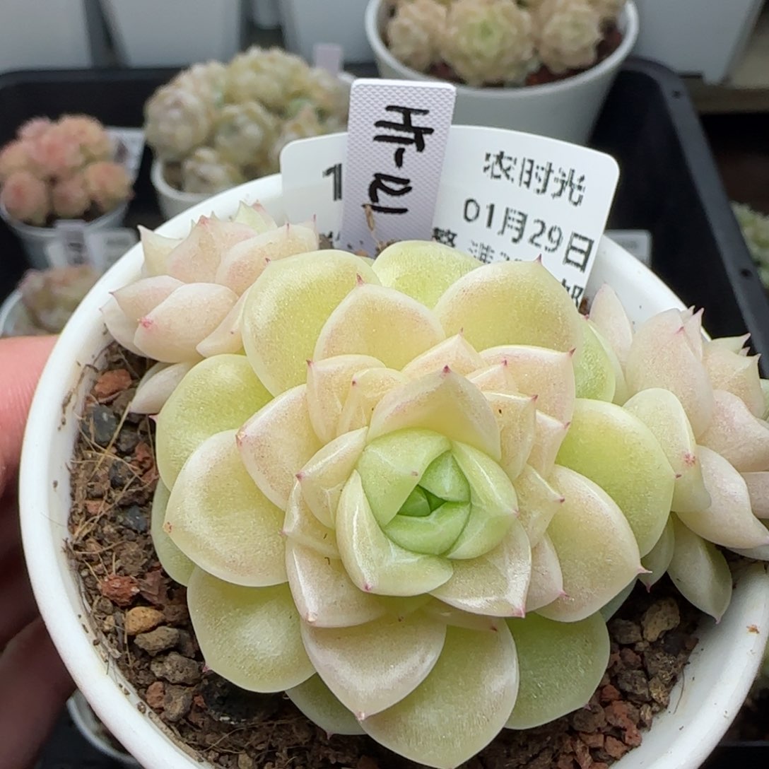 0129-109（HT-121）