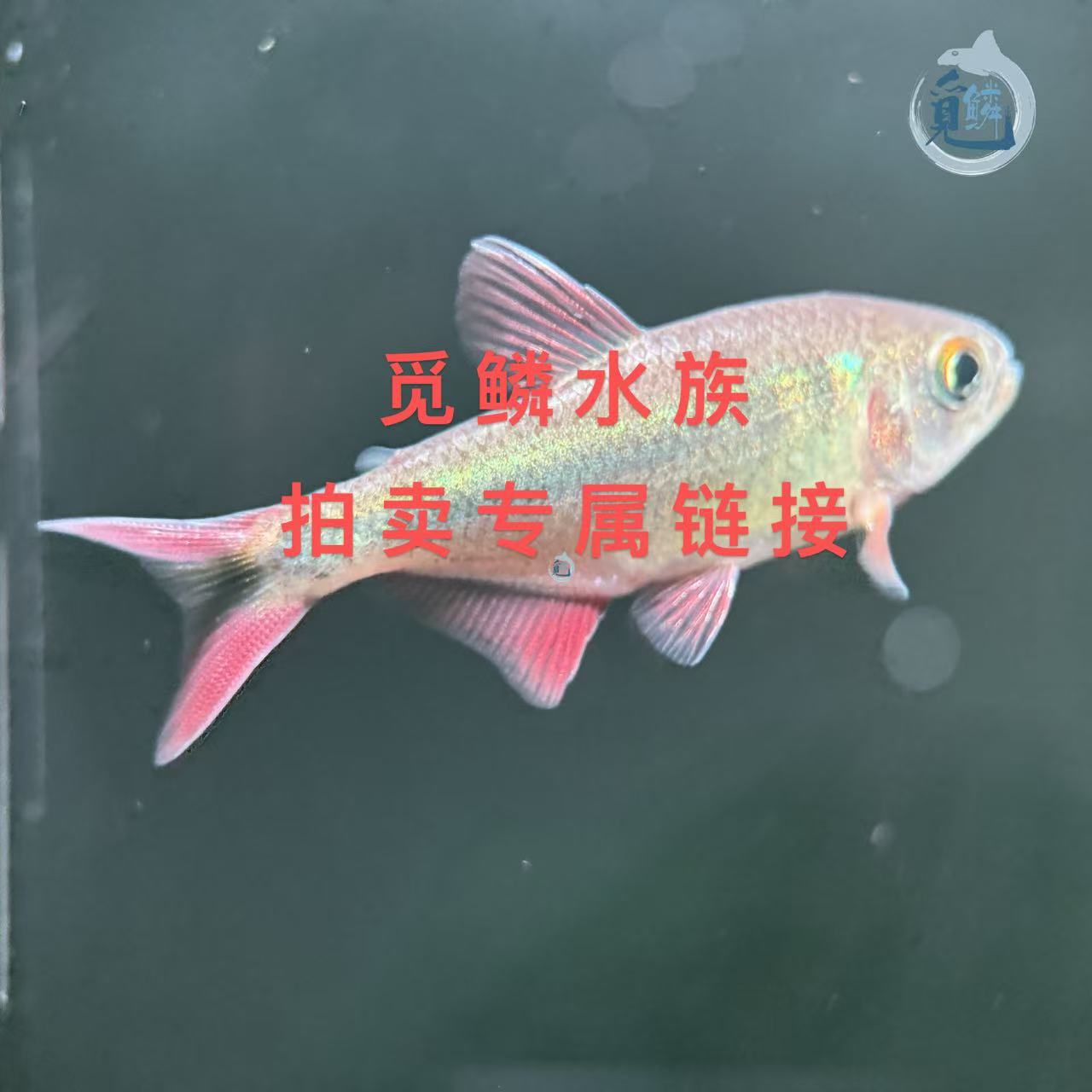 觅鳞南美水族PaiM链接活体小型热带观赏鱼