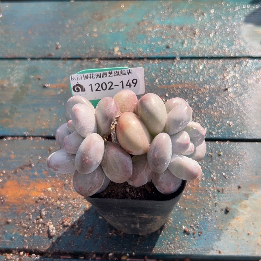 从前慢花园多肉编号1202-149