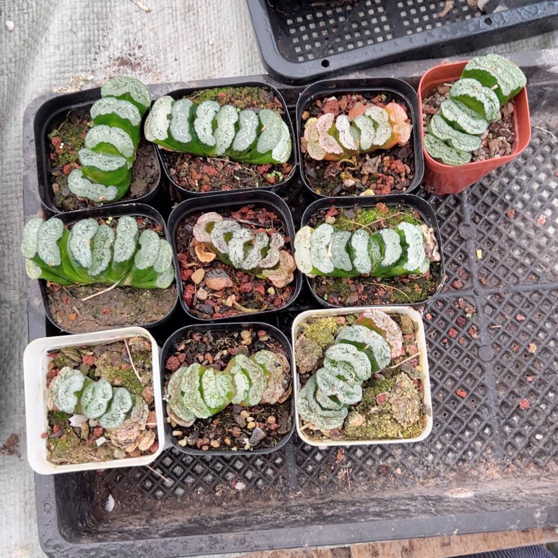 玄武玉扇多肉植物一颗