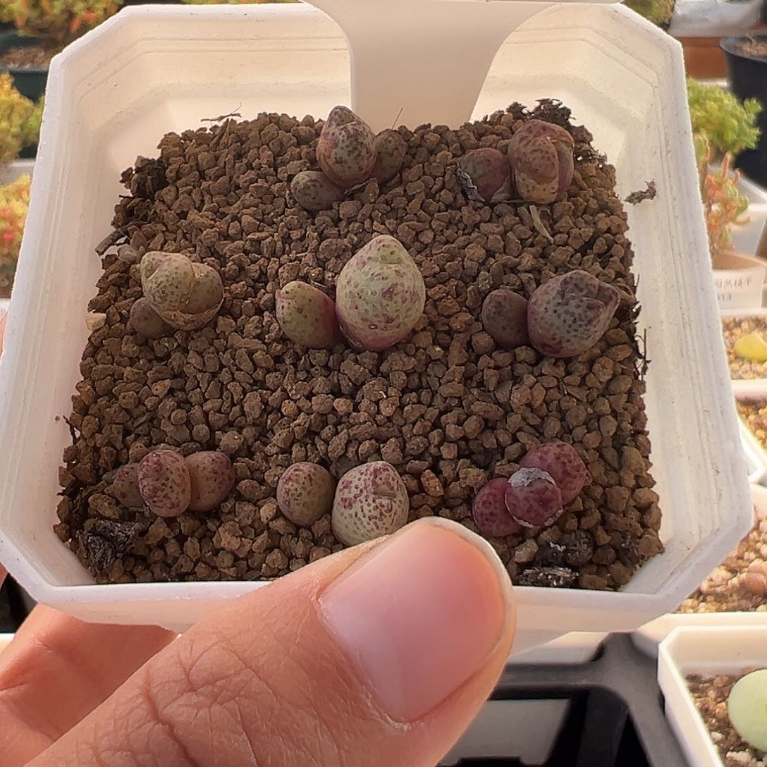 9号小龙猫斑马12.7多肉