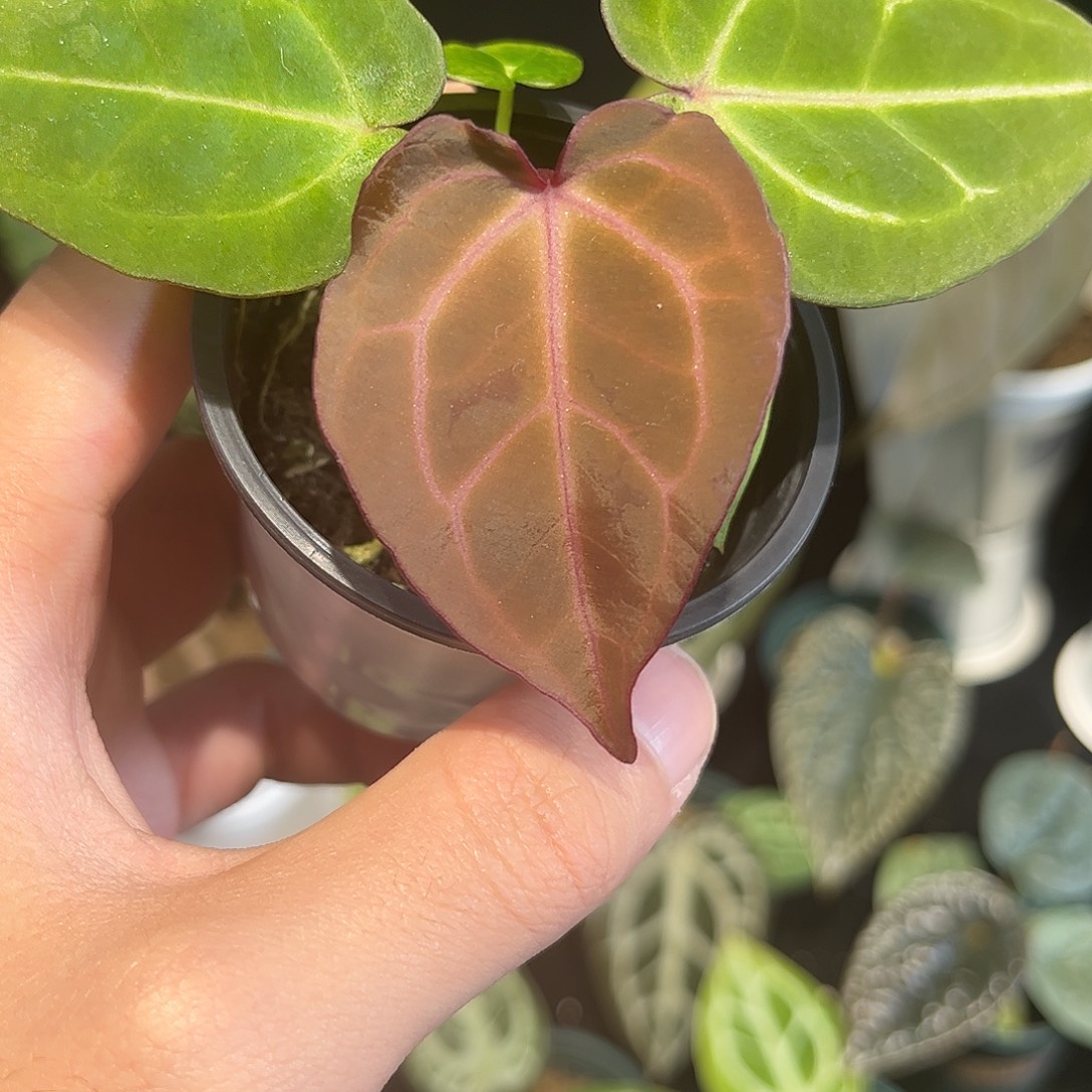 不开花植物紫水晶杂红心霍夫曼