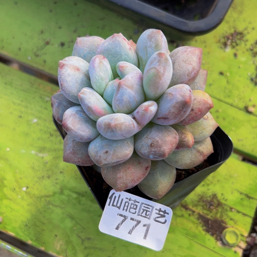 烟***晨771多肉植物和植物在这里