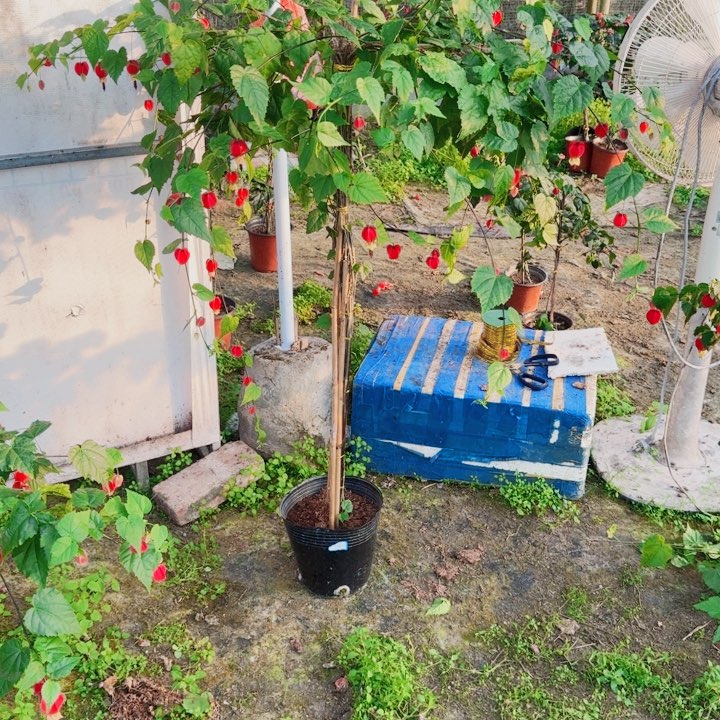 春***了完全开放108何时了