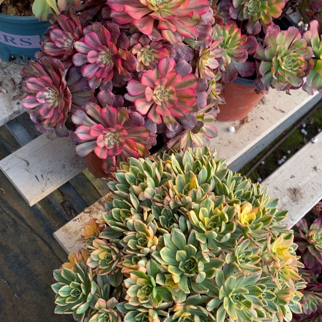 潘帕斯➕甜茶1颗多肉