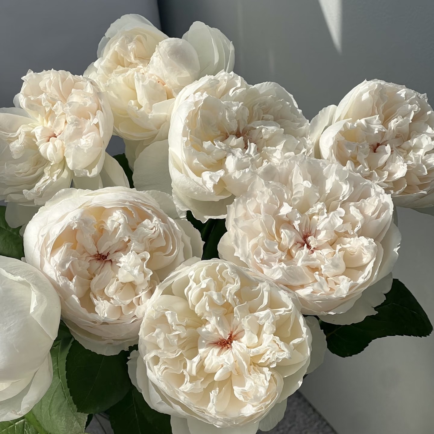 「嘤嘤怪鲜花」可爱瓷单头玫瑰云南直发顺丰包邮