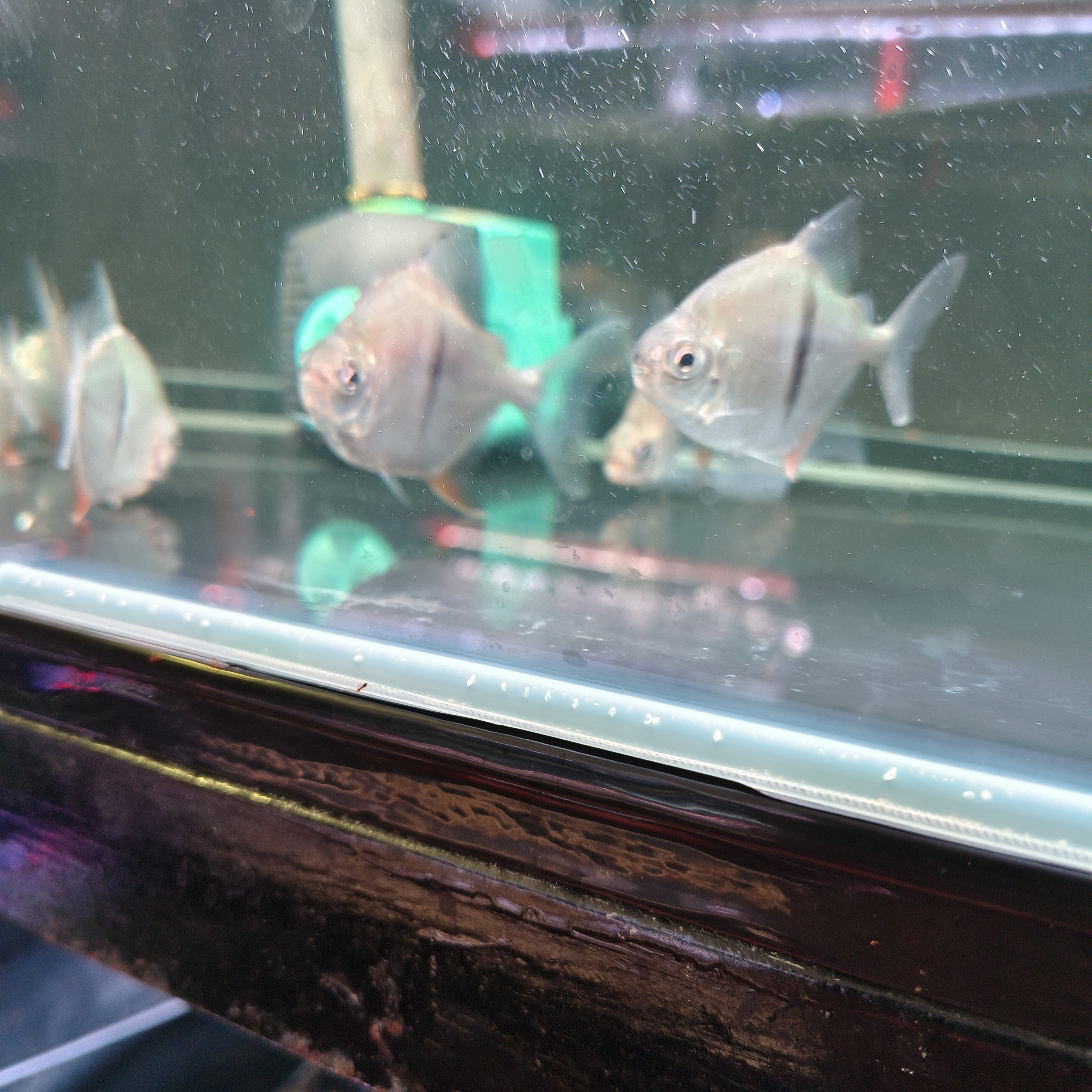 细线鱼6厘米左右 一条装