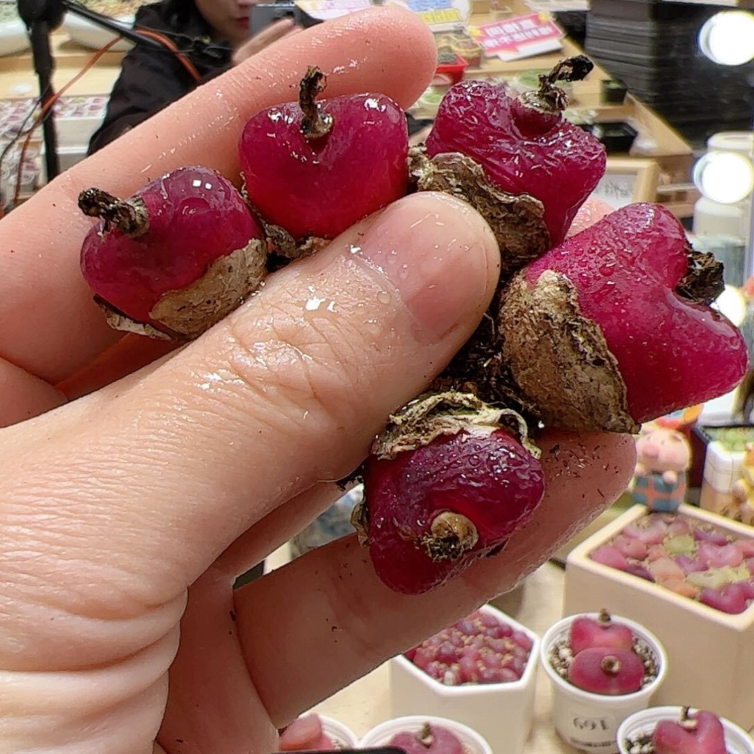 【闪购商品】78 车厘子x5