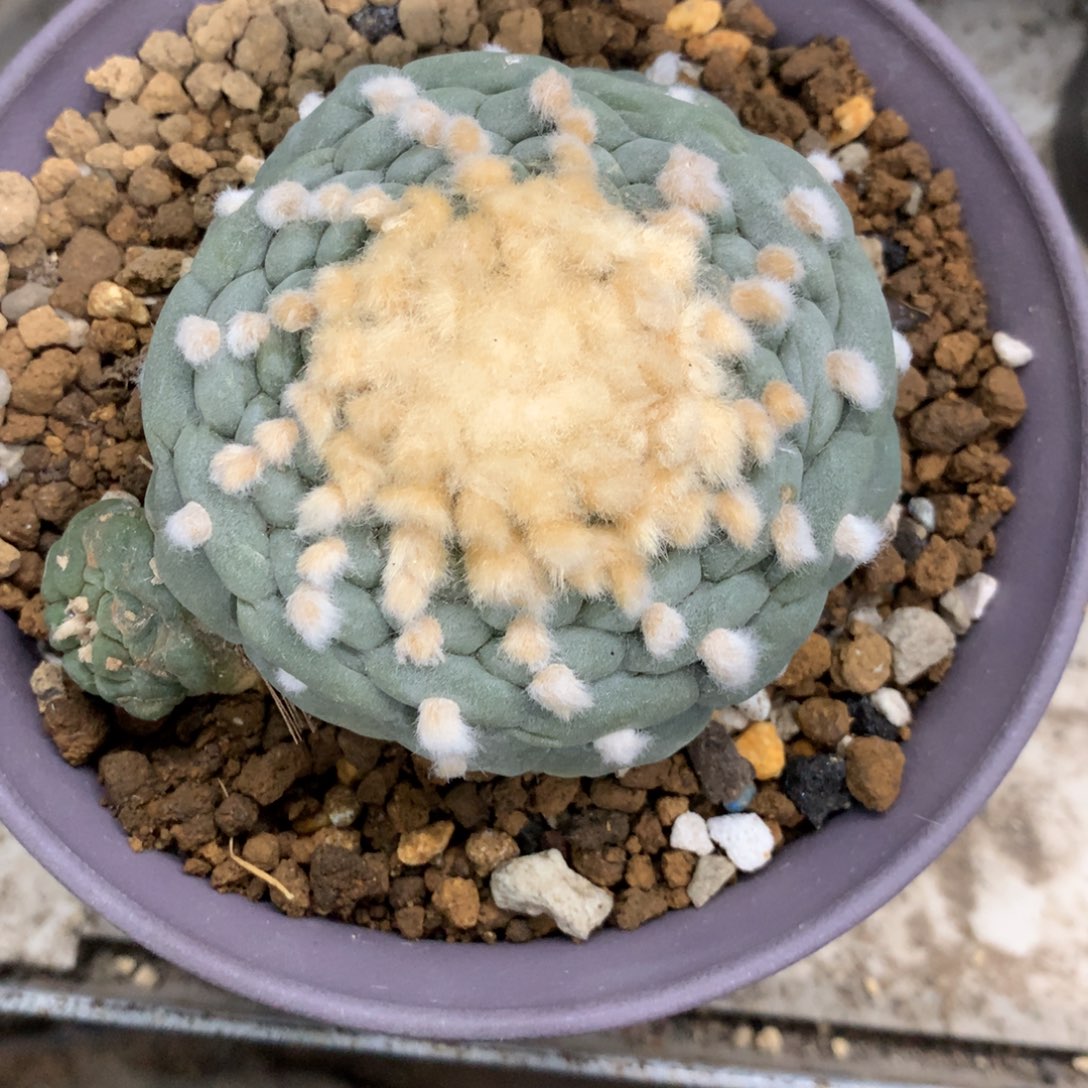 怡*苑开播福利实生仙人球仙人球