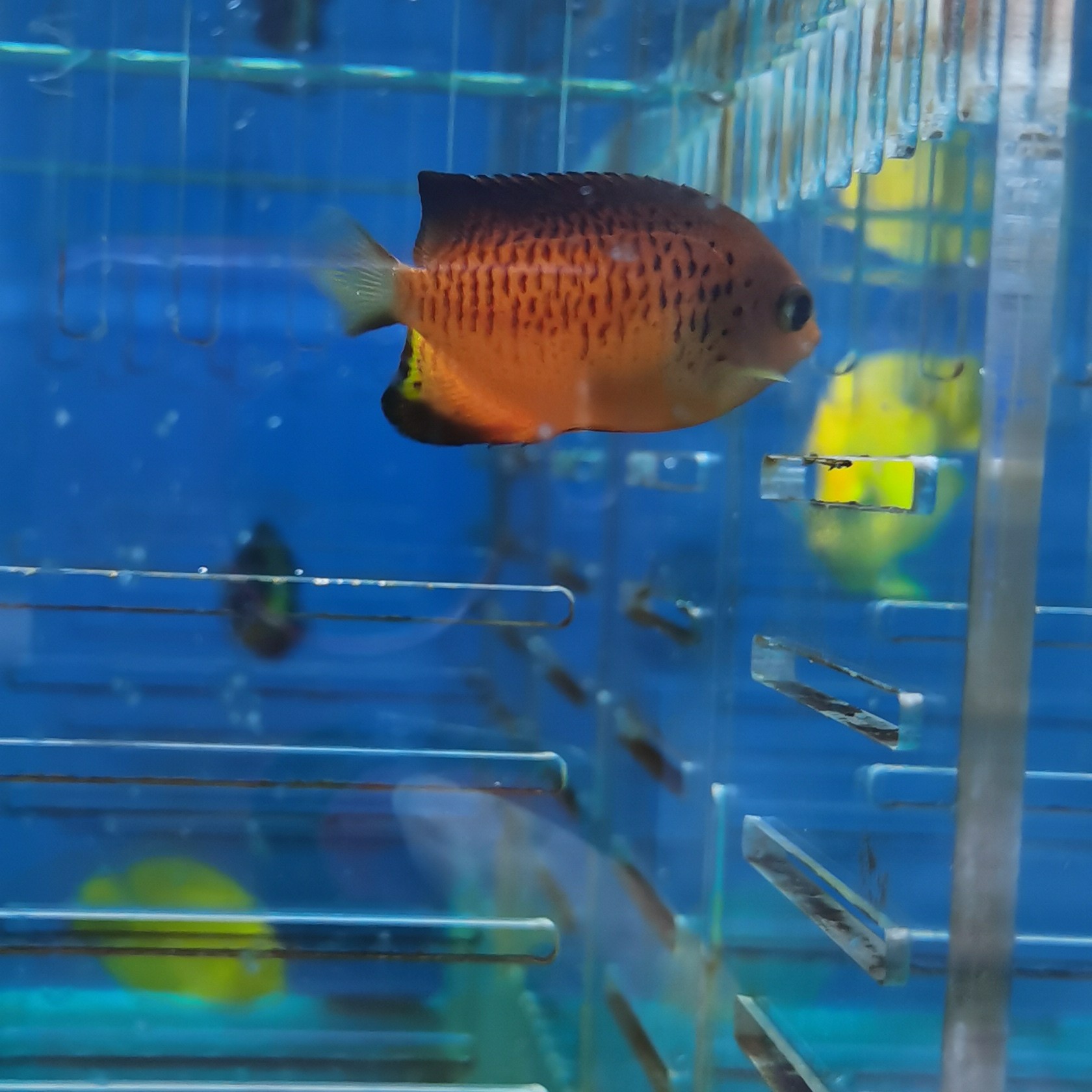 小仙芒果仙海水鱼观赏鱼爱自然鱼场