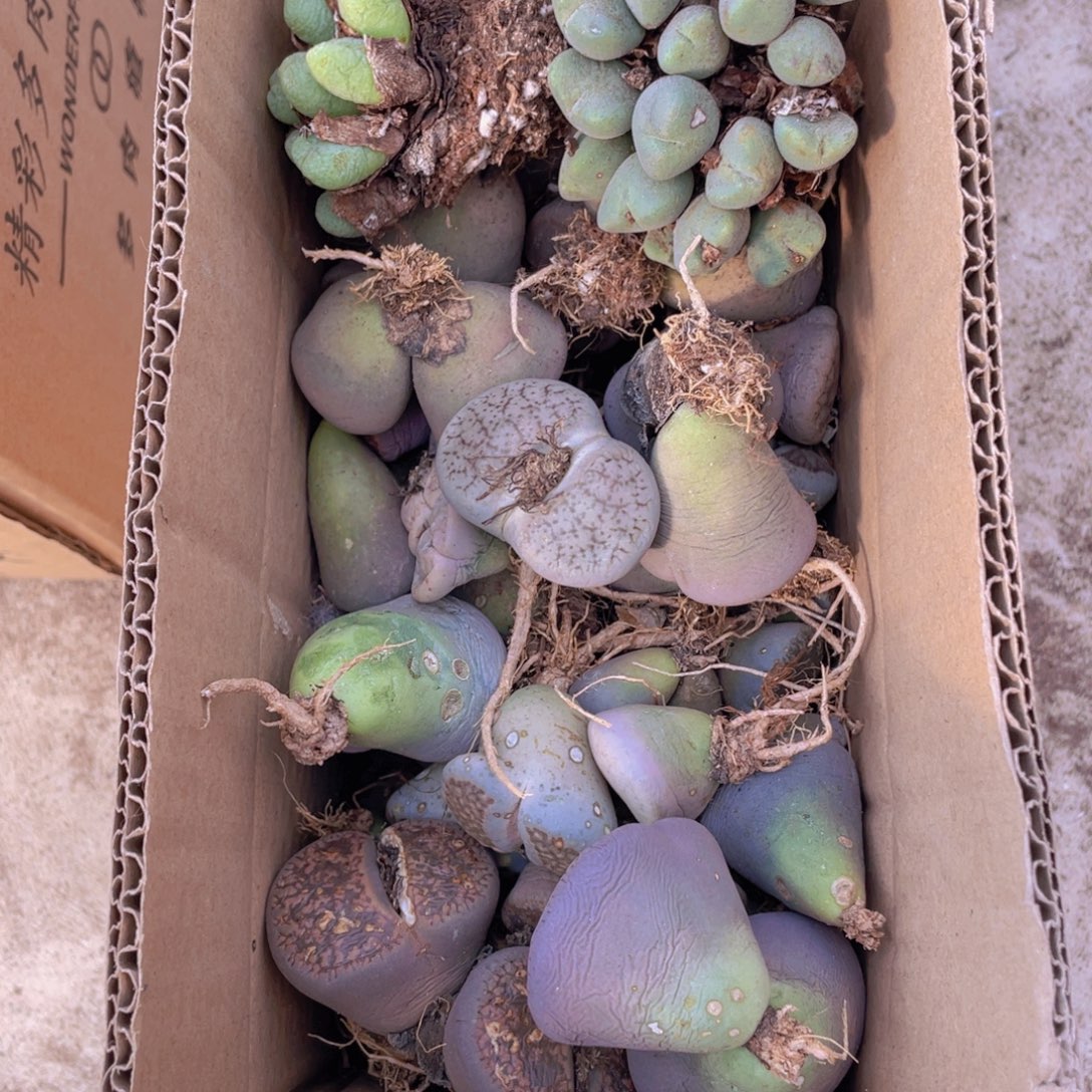 一箱母本8888588888