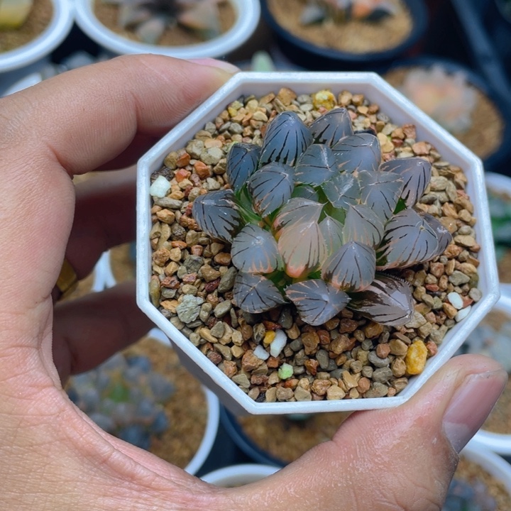 霓虹灯玉露锦十二卷